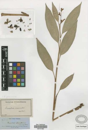 Renealmia amoena A.Rich.