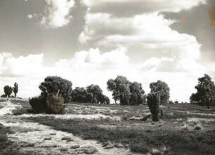 Lüneburger Heide. Landschaft bei Wilsede