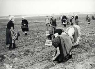 Frauen bei der Feldarbeit : Ort: Slepo / Schleife. Frauen in Arbeitstracht der Schleifer Region bei der Feldarbeit.Ort: Slepo / Schleife. Frauen in Arbeitstracht der Schleifer Region bei der Feldarbeit.