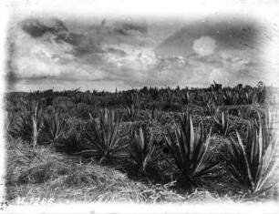 Sisalpflanzung : Blick auf eine Pflanzung von Sisal-Agaven