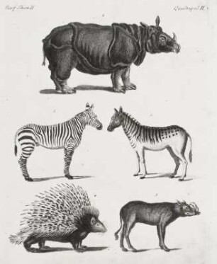 Rhinoceros, 2 Zebras, Stachelschwein und Hirscheber