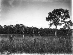 Savannenlandschaft : Ein mit hohen Gräsern bewachsene Savannenlandschaft