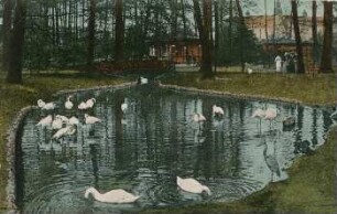 Leipzig: Zoologischer Garten ; Flamingo-Weiher