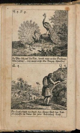 P. p. Der Pfau stolz auf sein Rad, [...].