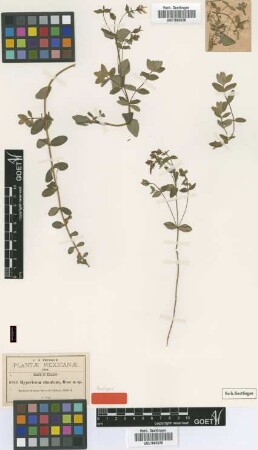 Hypericum simulans Rose [paratype]