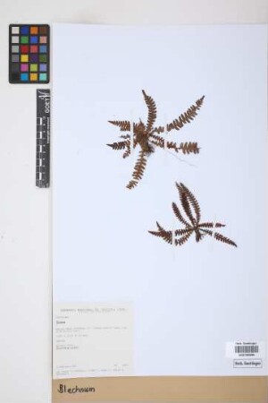Blechnum