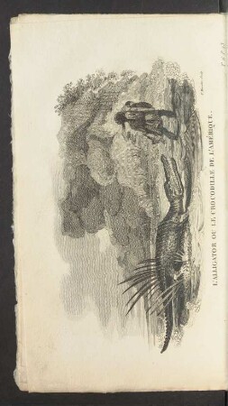 Tafel: L'alligator ou le crocodille de l'amérique.