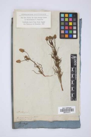 Plantago arenaria W. et K.