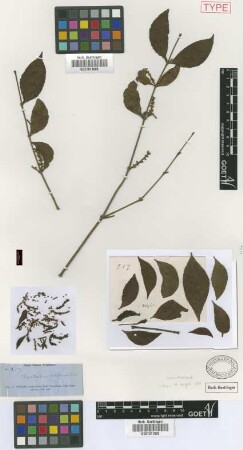 Phoradendron latifolium Griseb. nom. illeg. [syntype]