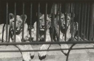 Dresden. Zoologischer Garten. Junge Löwen (Panthera leo)