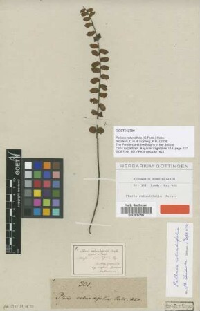 Pteris rotundifolia G.Forst. [type]
