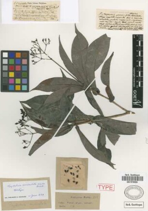 Psychotria auriculata C.Wright ex Griseb.