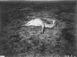 Gazelle : Tote Oribis-Antilope