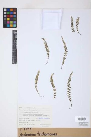 Asplenium trichomanes L.