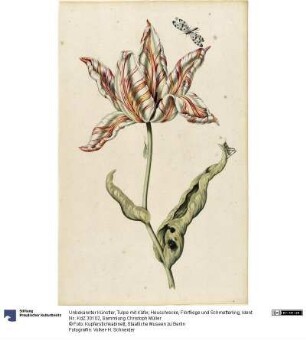 Tulpe mit Käfer, Heuschrecke, Florfliege und Schmetterling