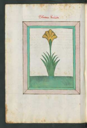 Gladiole