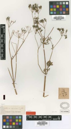 Anthriscus macrocarpa Boiss. & Heldr. [syntype]