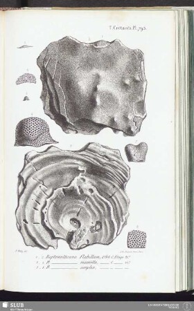 T. Crétacés, Pl. 793