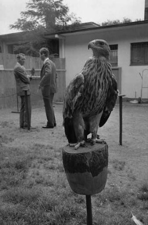 Zuchtschau des Vereins Greifervogel Karlsruhe.
