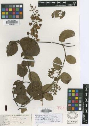 Mascagnia cordifolia (A.Juss.) Griseb. var. Skottsb. holosericea[isotype]