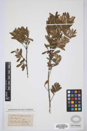 Olea europaea L.