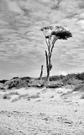 Darß, Windflüchter am Weststrand