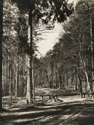 Deutschland. Brandenburg. Kiefern in der Schorfheide am Werbellinsee