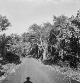 Straße : Straße durch einen Wald am Kiwusee