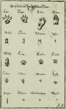 Spurentafel, Reproduktion aus: Hans Friedrich von Fleming "Der Vollkommene Teutsche Jäger", 1719