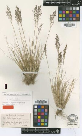 Festuca pilosa Hall.f. var. Boiss. & Balansa argaea[isotype]
