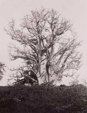 Alter Affenbrotbaum (Baobab) : Tanganyika Territory (heute: Tansania). Alter Affenbrotbaum (Baobab) in der Steppe, 1936