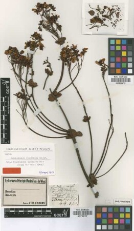 Dolichonema speciosum Nees [isotype]