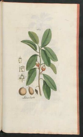 460. Achras sapota