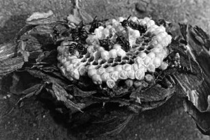 Schädlingsbekämpfung: Beseitigung von Wespennest: Straße Hinterm Vogelherd: Detailaufnahme Nest: Waben, tote Wespen: 9. Juli 1992