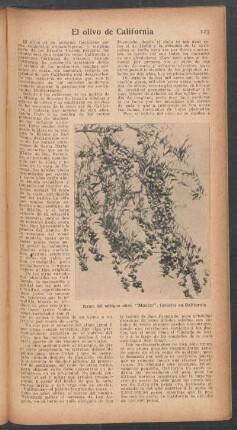 El olivo de California