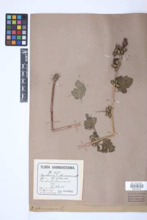 Xanthium strumarium L.