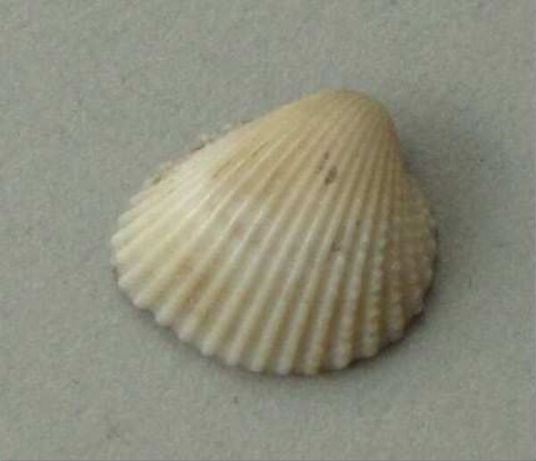 Musselshell