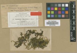 Meteorium miquelianum (Müll.Hal.) M.Fleisch. var. M.Fleisch. turgidifolium[isotype]