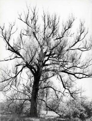 Baum im Gegenlicht