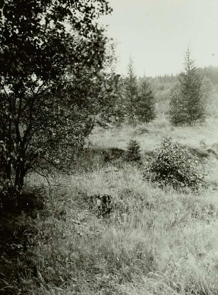 Flur Löwenhain, (Osterzgebirge), Verfallenes Mundloch des Segen Gottes Erbstolln auf einer Waldlichtung