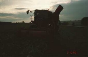 Rodesaat in der Abenddämmerung