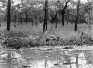 Ein Vogel : Ein Kronenkranich am Wasser, dahinter Busch