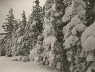 Verschneite Fichten im Osterzgebirge an einem Waldrand