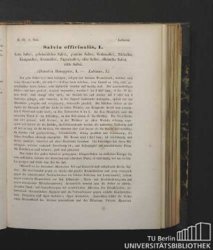 Labiatae. Salvia officinalis, L. Guter Salbei, gebräuchlicher Salbei, gemeine Salbei, Gartensalbei, Edelsalbei, Königssalbei, Kreuzsalbei, Tugendsalbei, edler Salbei, officineller Salbei, ächte Salbei. (Diandria Monogynia, L. - Labiatae, J.)