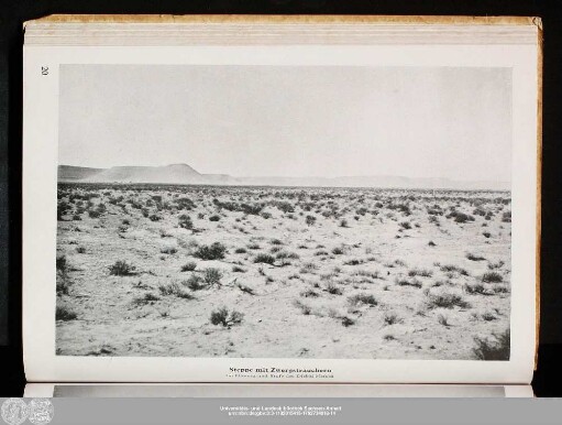 Steppe mit Zwergsträuchern