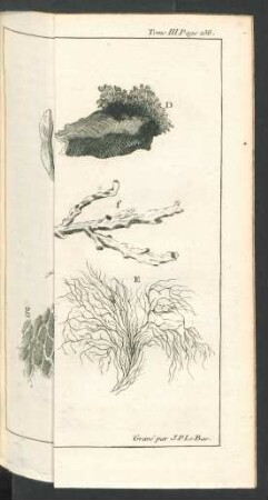 Tafel: Les Plantes Marines.