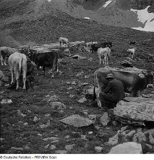 Bauern melken Kühe im Leutaschtal