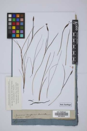 Sisyrinchium tenuifolium Humb. et Bonpl.