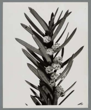 Eibe, Zweigstück mit Blüten (Taxus)