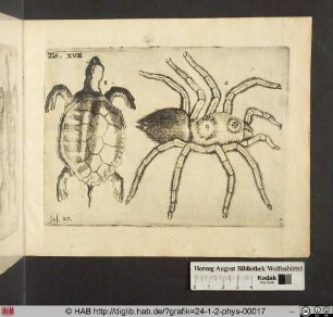 [Schildkröte und Spinne]